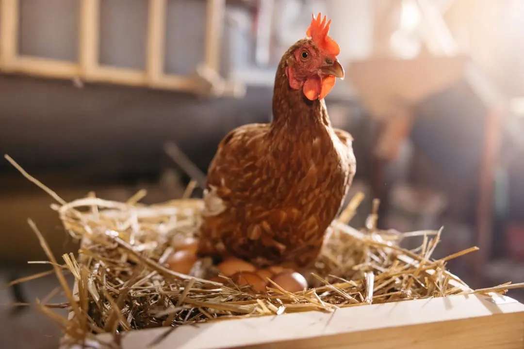 ¿Qué fue primero: el huevo o la gallina? Los científicos por fin han zanjado el debate