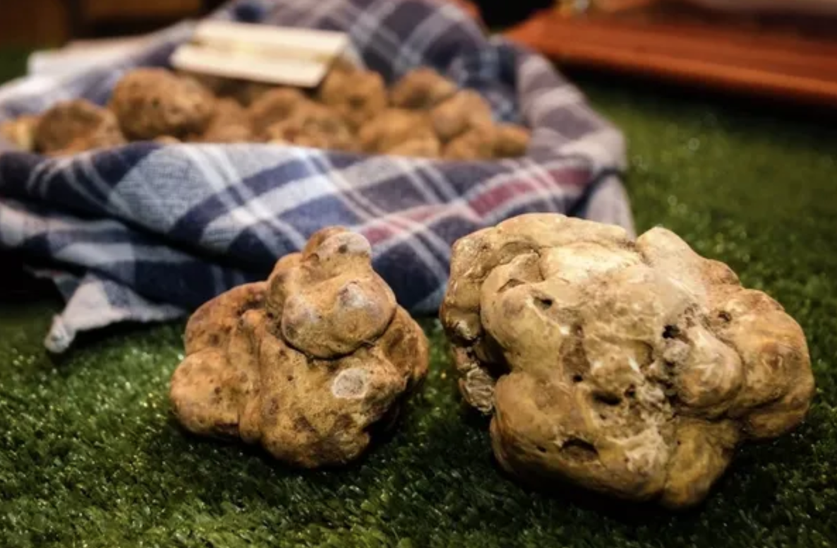 Hongos que cuestan más que un automóvil: los 5 manjares más caros del mundo